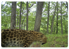 Unusual behaviour by two female leopards in Land of the Leopard National Park
