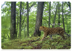 Female leopard Leo 113F, Umka’s cub. Trap camera image