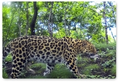 В нацпарке «Земля леопарда» зафиксировали необычное поведение двух самок