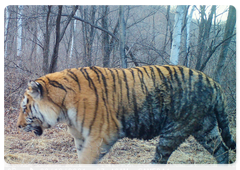 Специалисты получили новые данные мониторинга реинтродуцированных тигров в ЕАО