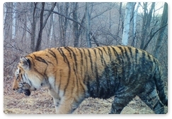 Специалисты получили новые данные мониторинга реинтродуцированных тигров в ЕАО