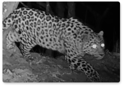 Обнаруженного за Транссибом леопарда назвали Казановой