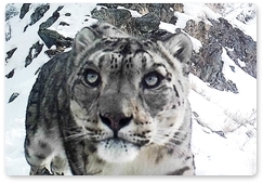 Expedition members film a snow leopard in the Sayano-Shushensky Biosphere Reserve