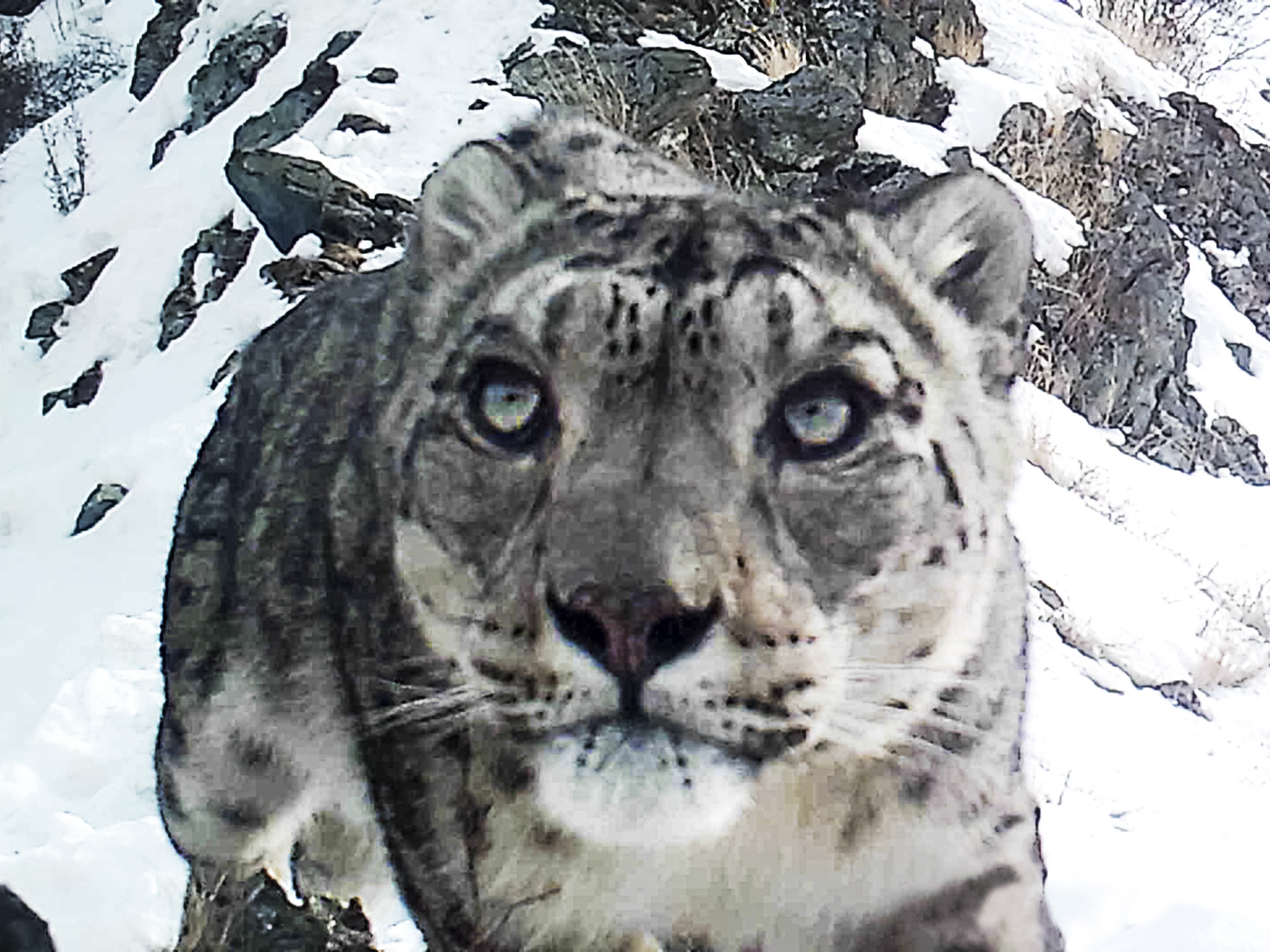 THE SNOW LEOPARD PROGRAMME