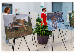 Photo exhibition dedicated to protection of Amur tiger at Vladivostok airport