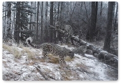 Snow leopard cubs born in Sayano-Shushensky Biosphere Reserve