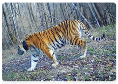 Завершилась мониторинговая экспедиция в места обитания реинтродуцированных тигров в ЕАО