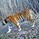 Filippa the tigress