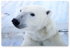 Илья Мордвинцев: В новом году – новые исследования по белому медведю