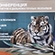 Состоялась российско-китайская онлайн конференция по вопросам охраны амурских тигров и дальневосточных леопардов