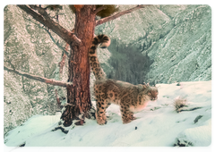 New snow leopard footage, as recorded by a camera trap