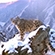 Camera traps help watch local wildlife and obtain unique snow leopard photos and videos