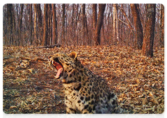 Леопардесса Захарра на территории «Земли леопарда»
