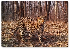 Ещё одна подопечная «Земли леопарда» обрела хранителя и имя