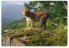 В нацпарке «Земля леопарда» получены новые снимки Leo 77M