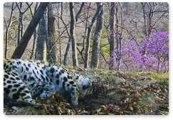 Фотоловушки «Земли леопарда» зарегистрировали пожилого леопарда Leo 36M