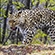 Female Far Eastern leopard Leo 82F