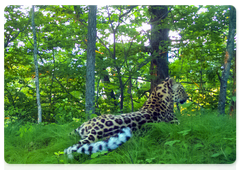 Леопардесса Leo 82F. Кадр с фотоловушки нацпарка «Земля леопарда»