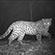 Images of the leopardess have been regularly captured by camera traps since 2017