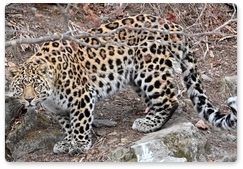 Telegram users choose a name for a Kedrovaya Pad leopard