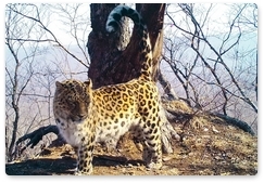 В России увеличилась популяция дальневосточного леопарда