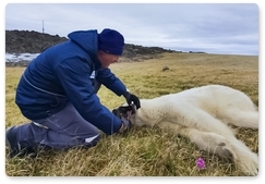 Polar bear rescued in Dikson