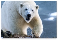 Александр Козлов: Впервые в этом году мы начинаем учёт белых медведей