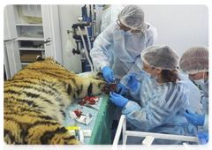 Veterinarians stitch a ragged wound on the tiger’s front paw