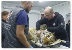 Амурского тигра вернули в тайгу после трёх месяцев реабилитации