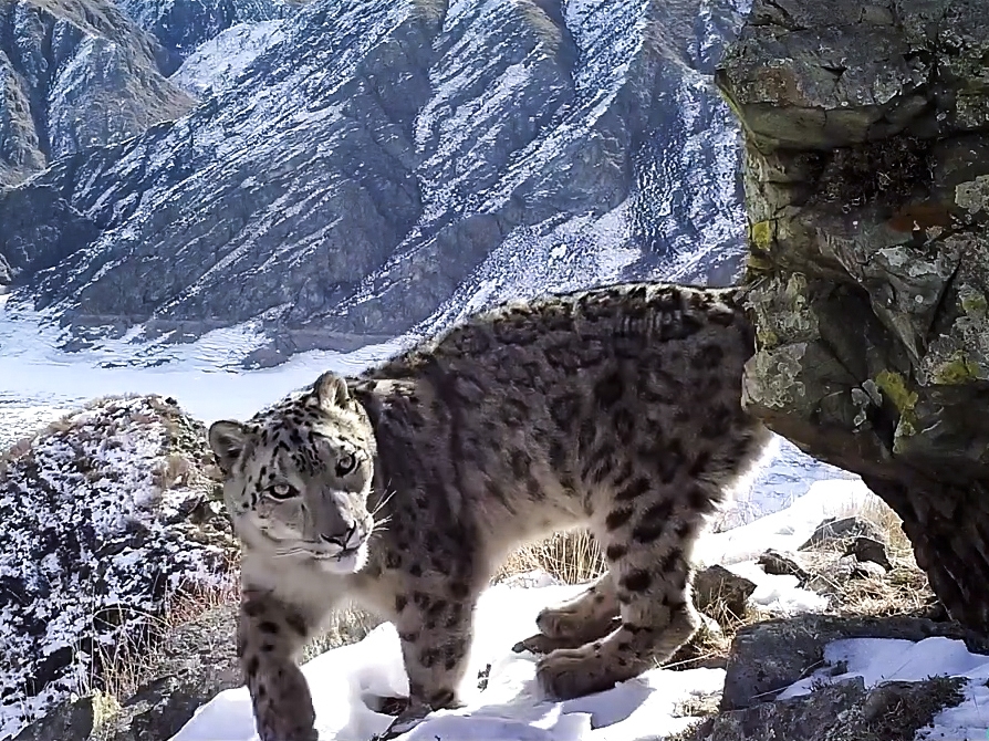 THE SNOW LEOPARD PROGRAMME