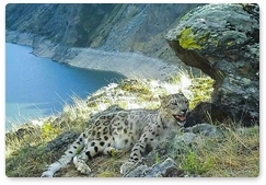 Sayano-Shushensky Biosphere Reserve gets new footage of a snow leopard