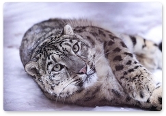 Experts discuss snow leopard protection