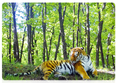 В нацпарке «Земля леопарда» за год выросла численность амурских тигров
