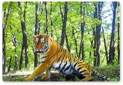 RGS photo contest to award a prize for the best camera trap image