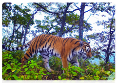 Амурские тигры «Земли леопарда». Фотоловушка