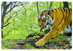Амурские тигры «Земли леопарда». Фотоловушка