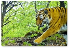 Фотоловушка впервые зафиксировала тигра на побережье бухты Врангеля