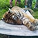В настоящее время тигрица уже осваивается в новом вольере в Центре воспроизводства редких видов животных Московского зоопарка под Волоколамском.