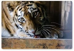 Молодую амурскую тигрицу перевезли из Приморья в Москву