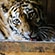 Young Amur tigress transported from Primorye Territory to Moscow