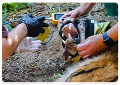 Из-за прокусов мягких тканей на нижней челюсти тигрёнка произошло полное отмирание мышечной и кожной тканей