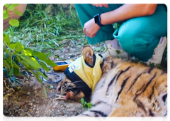 В настоящее время благодаря усилиям врачей жизни тигрицы ничто не угрожает, однако из-за полученных травм она нуждается в особом рационе и постоянном ветеринарном контроле