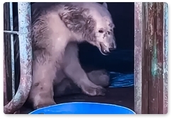 Белую медведицу спасли в Красноярском крае