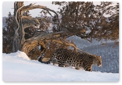 Утверждена программа расселения дальневосточного леопарда