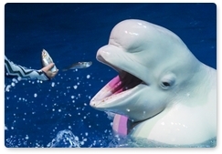 Male beluga brought from Yalta to Moscow’s Centre of Oceanography and Marine Biology