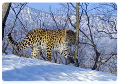 Leo 114F Фортуна – самка леопарда, обитающая в центральной части национального парка «Земля леопарда»
