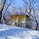 Leo 114F Фортуна – самка леопарда, обитающая в центральной части национального парка «Земля леопарда»