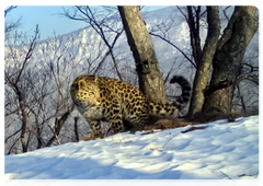 Camera traps regularly capture images of Fortuna in the national park