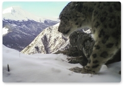 Government to do whatever is necessary to protect snow leopard