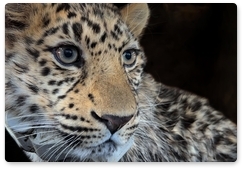 Leopard Leo 260M keen on choosing its hunting territory